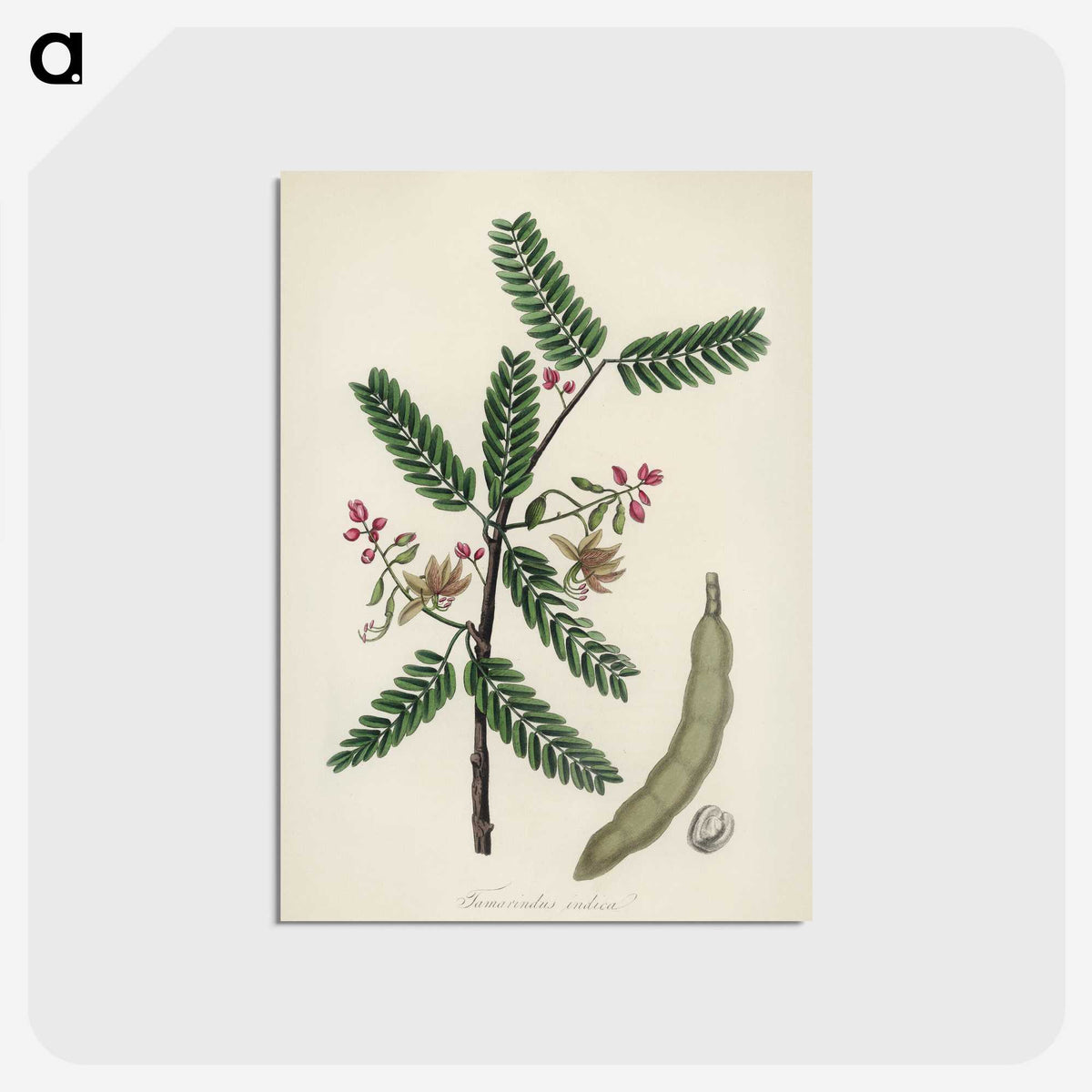 2-6_Medical-Botany_postcard