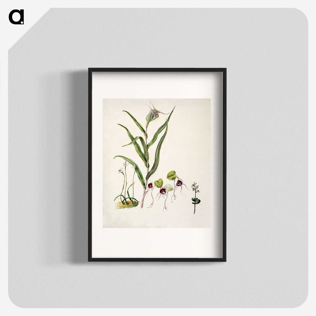 2-6_Native-Flowering-Plants-of-New-Zealand_blk