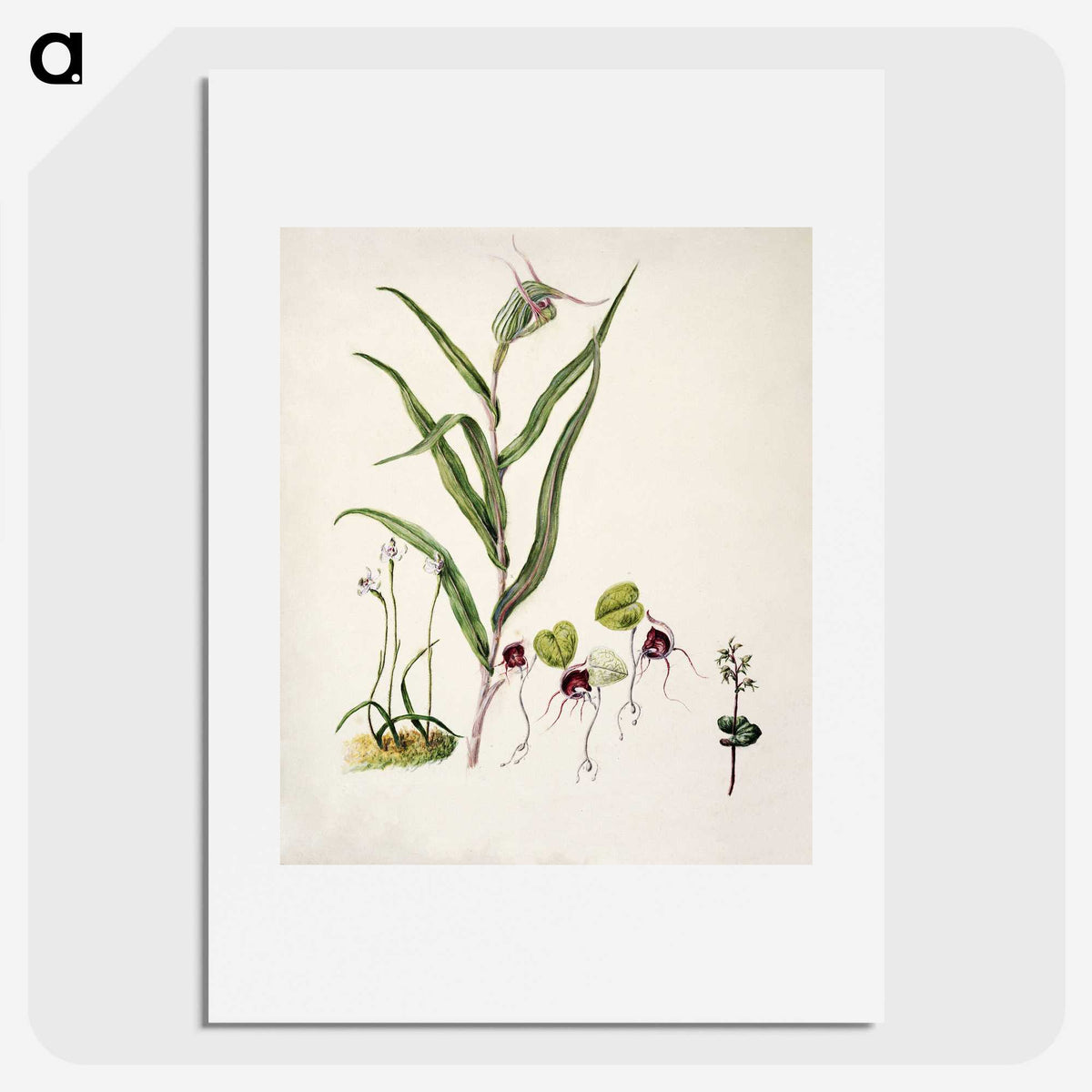 2-6_Native-Flowering-Plants-of-New-Zealand_picture