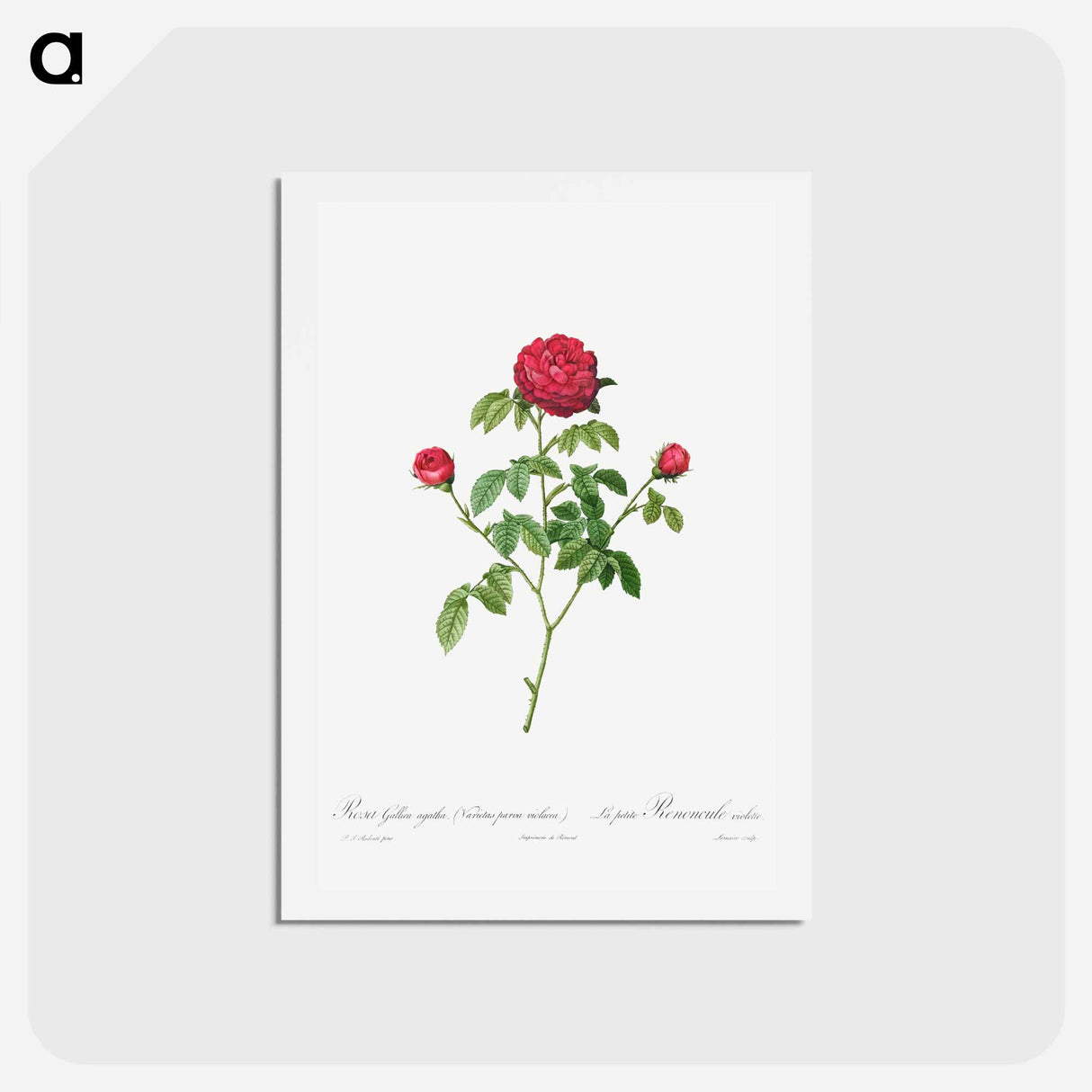 アートポストカード-Provence or French Rose - ピエール ジョゼフ ルドゥーテ Postcard.
