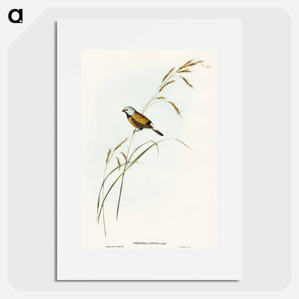 アートポスター-Banded Grass Finch
- オーストラリアの鳥 Poster.