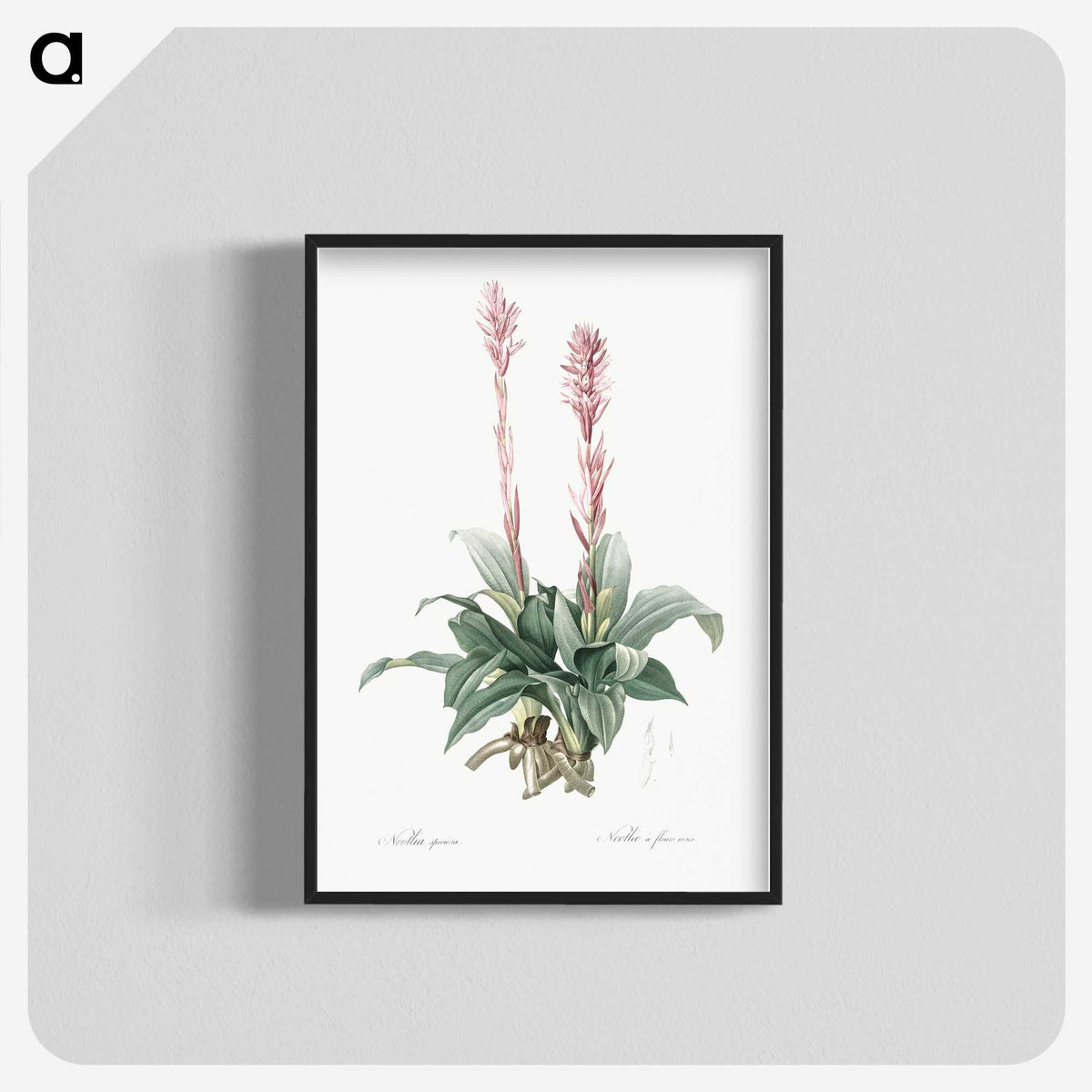 2-6_The-Lilies_blk-crop
