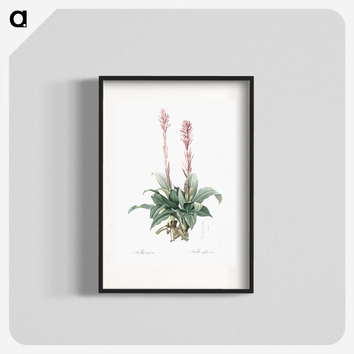 2-6_The-Lilies_blk