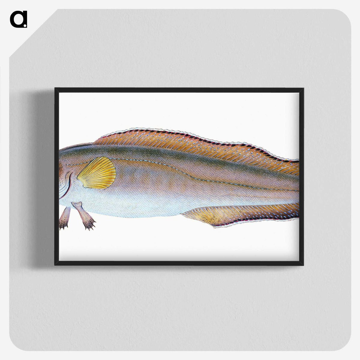 2-6_The-Natural-History-of-British-Fishes_blk-crop
