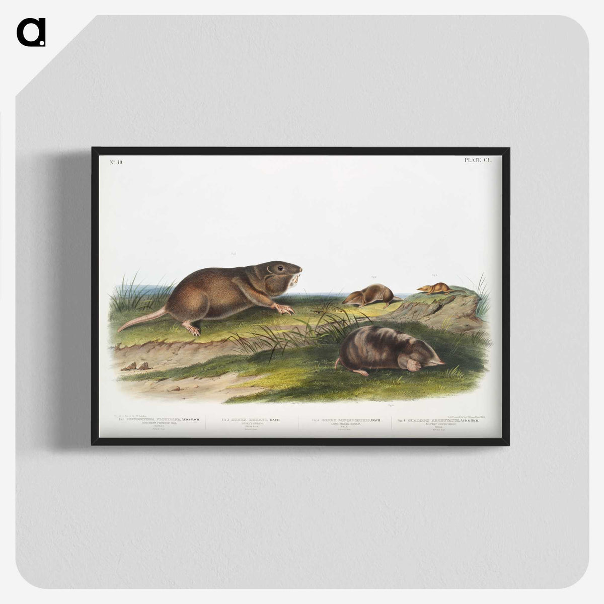 2-6_The-Viviparous-Quadrupeds_blk-crop