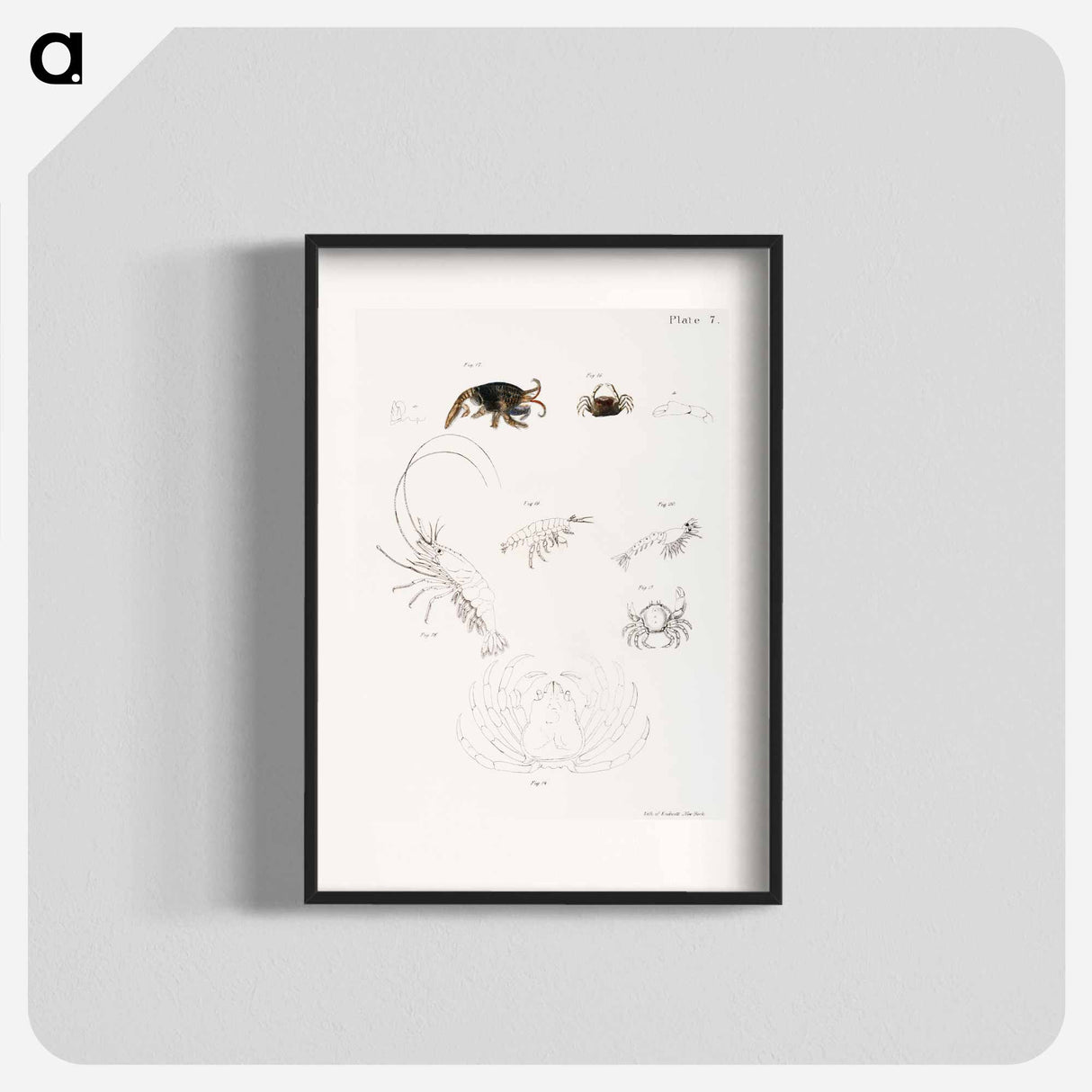 Different types of sea creatures illustration from Zoology of New York by James Ellsworth De Kay - ニューヨークの動物学 Poster.