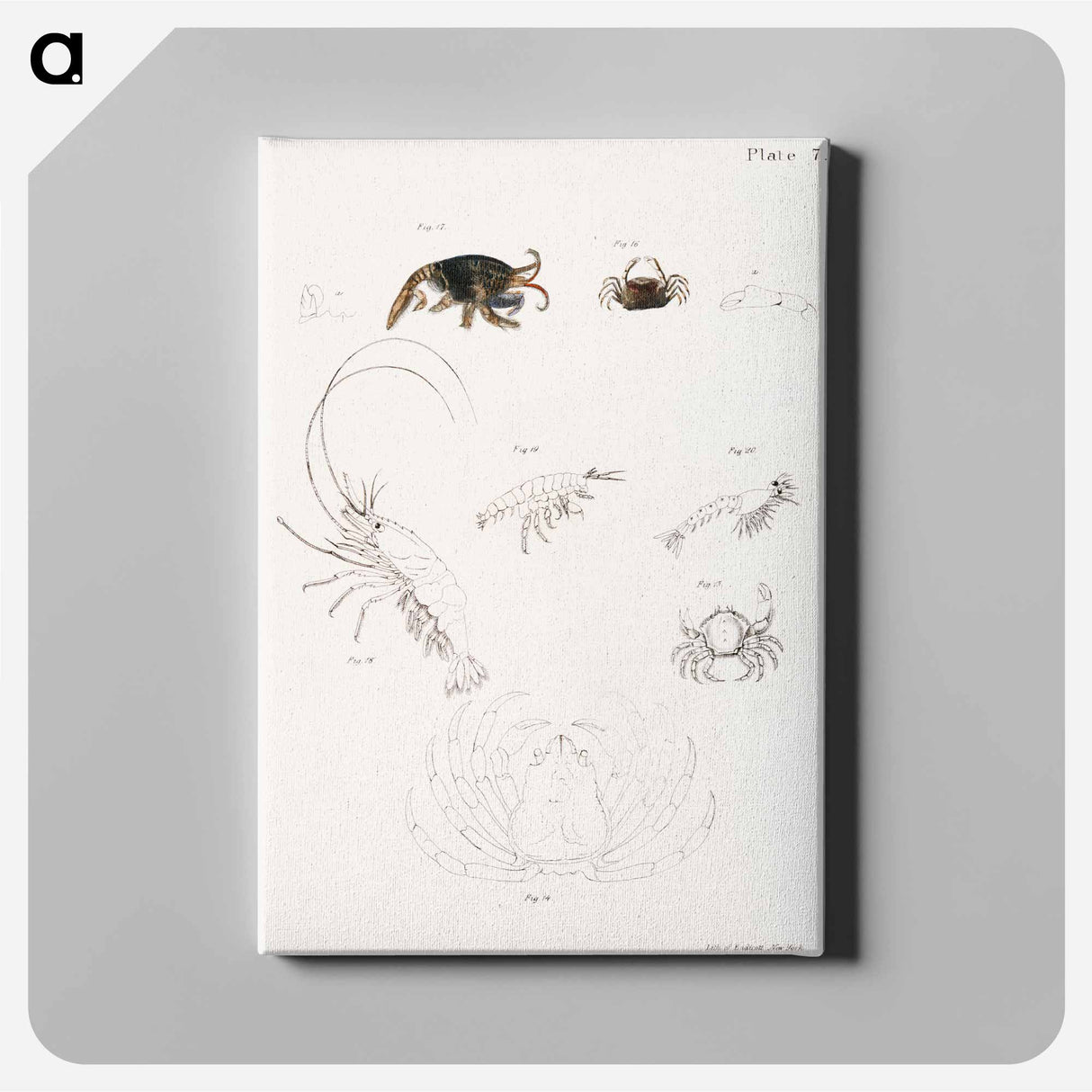 Different types of sea creatures illustration from Zoology of New York by James Ellsworth De Kay - ニューヨークの動物学 Canvas.