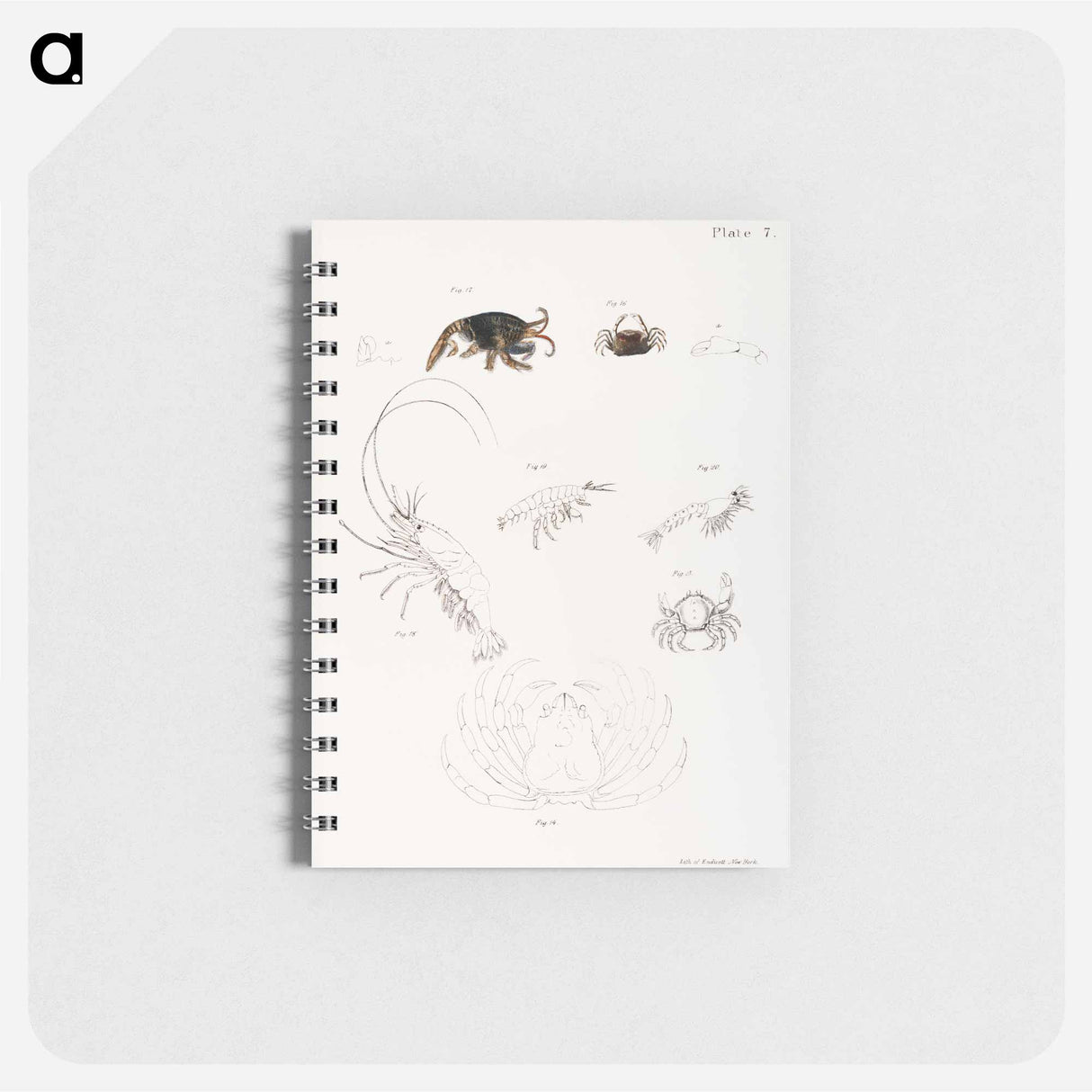 Different types of sea creatures illustration from Zoology of New York by James Ellsworth De Kay - ニューヨークの動物学 Memo.