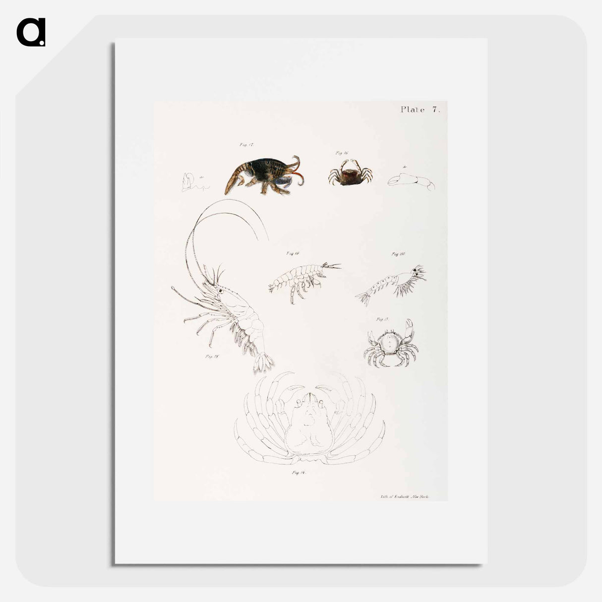 Different types of sea creatures illustration from Zoology of New York by James Ellsworth De Kay - ニューヨークの動物学 Poster.