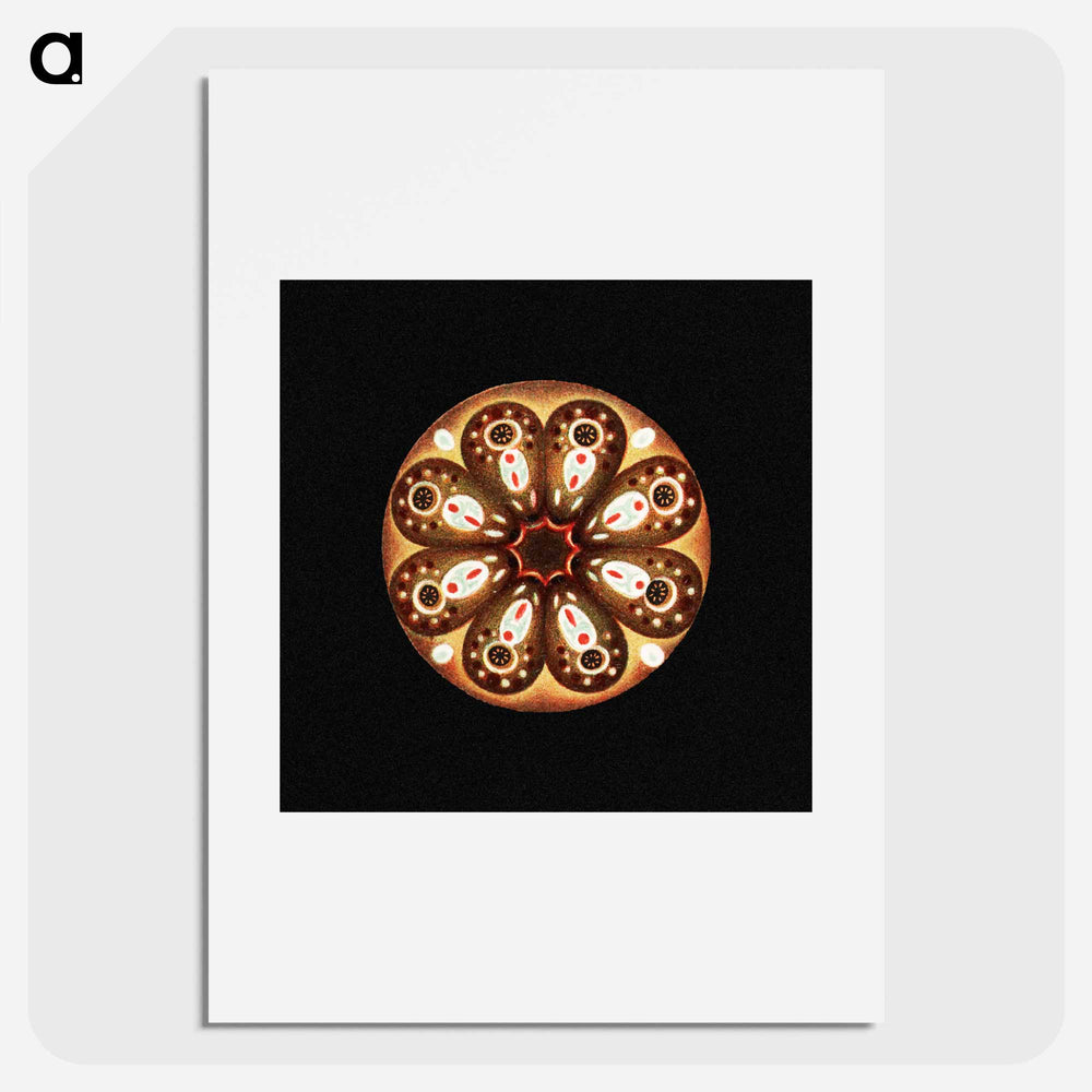 Colorful vintage tunicate marine life illustration - エルンスト ヘッケル Poster.
