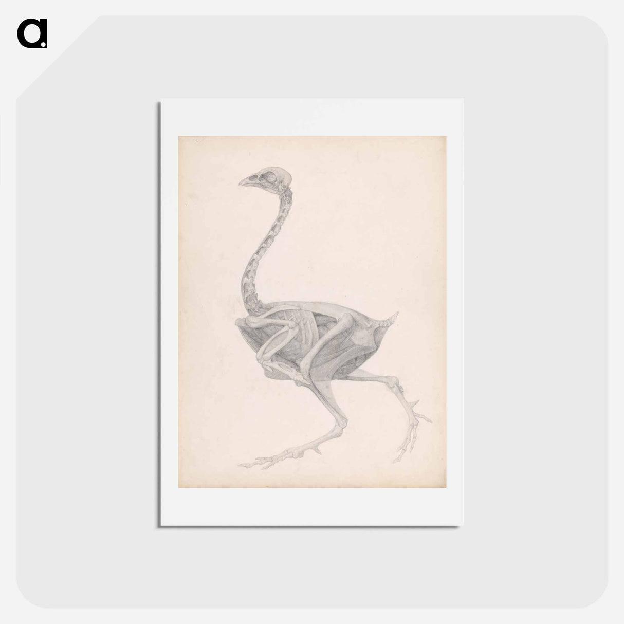アートポストカード-Fowl Body, Lateral View
- ジョージ スタッブス Postcard.