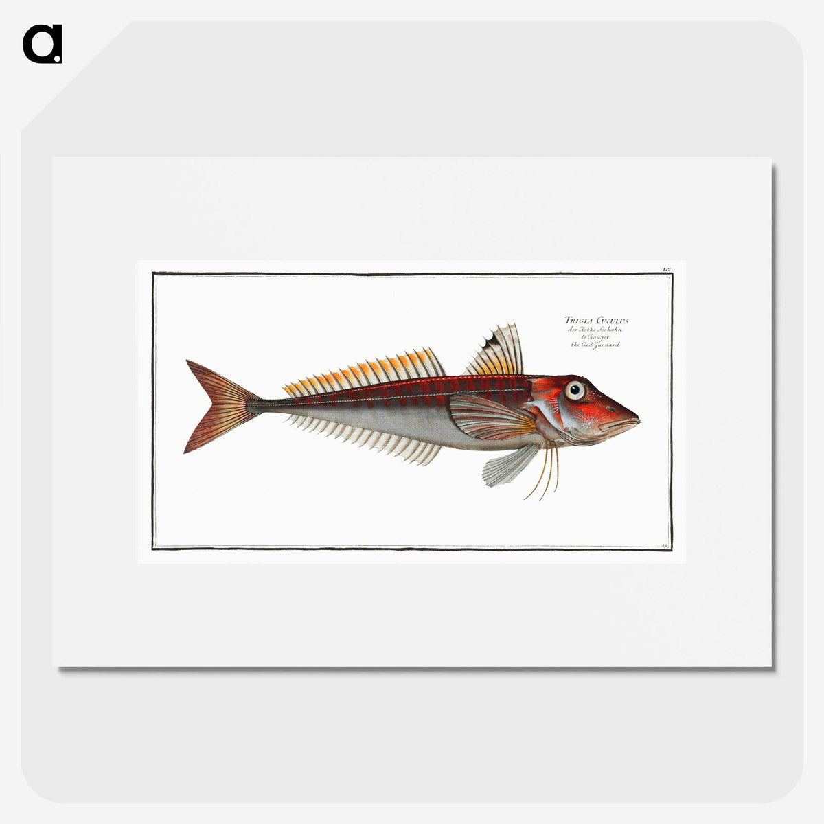 2-70_Ichtyologie-ou-Histoire-naturelle_picture