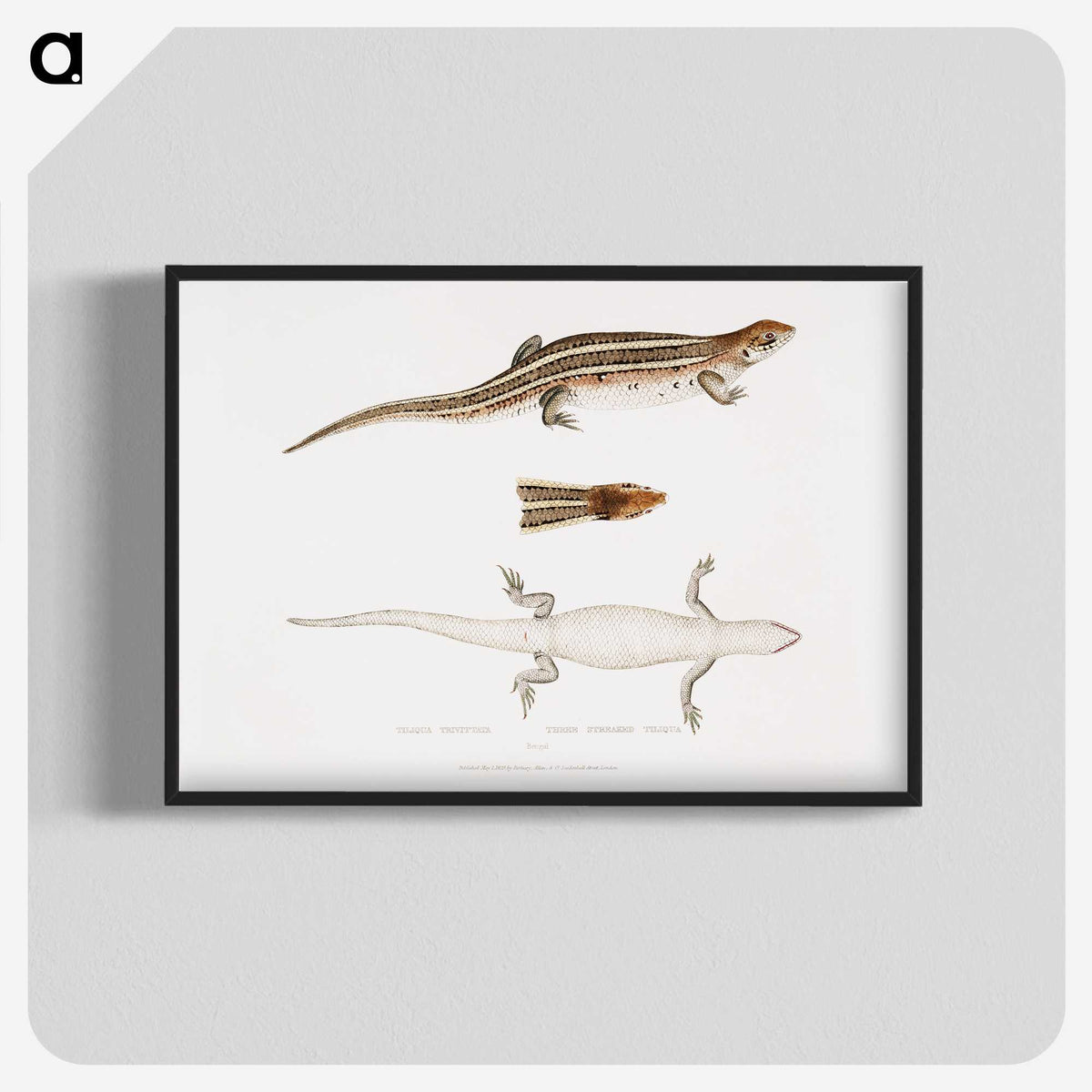2-70_Indian-Zoology_blk-crop