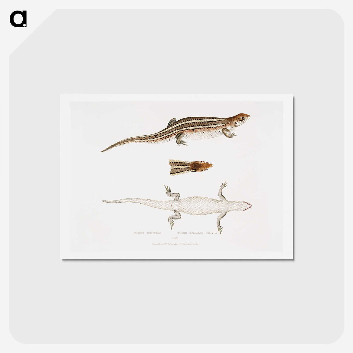 2-70_Indian-Zoology_hagaki