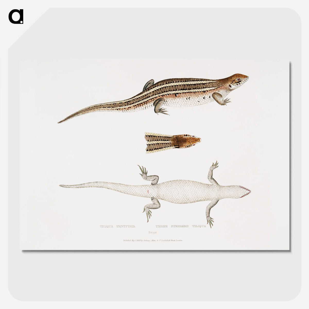 2-70_Indian-Zoology_picture-crop