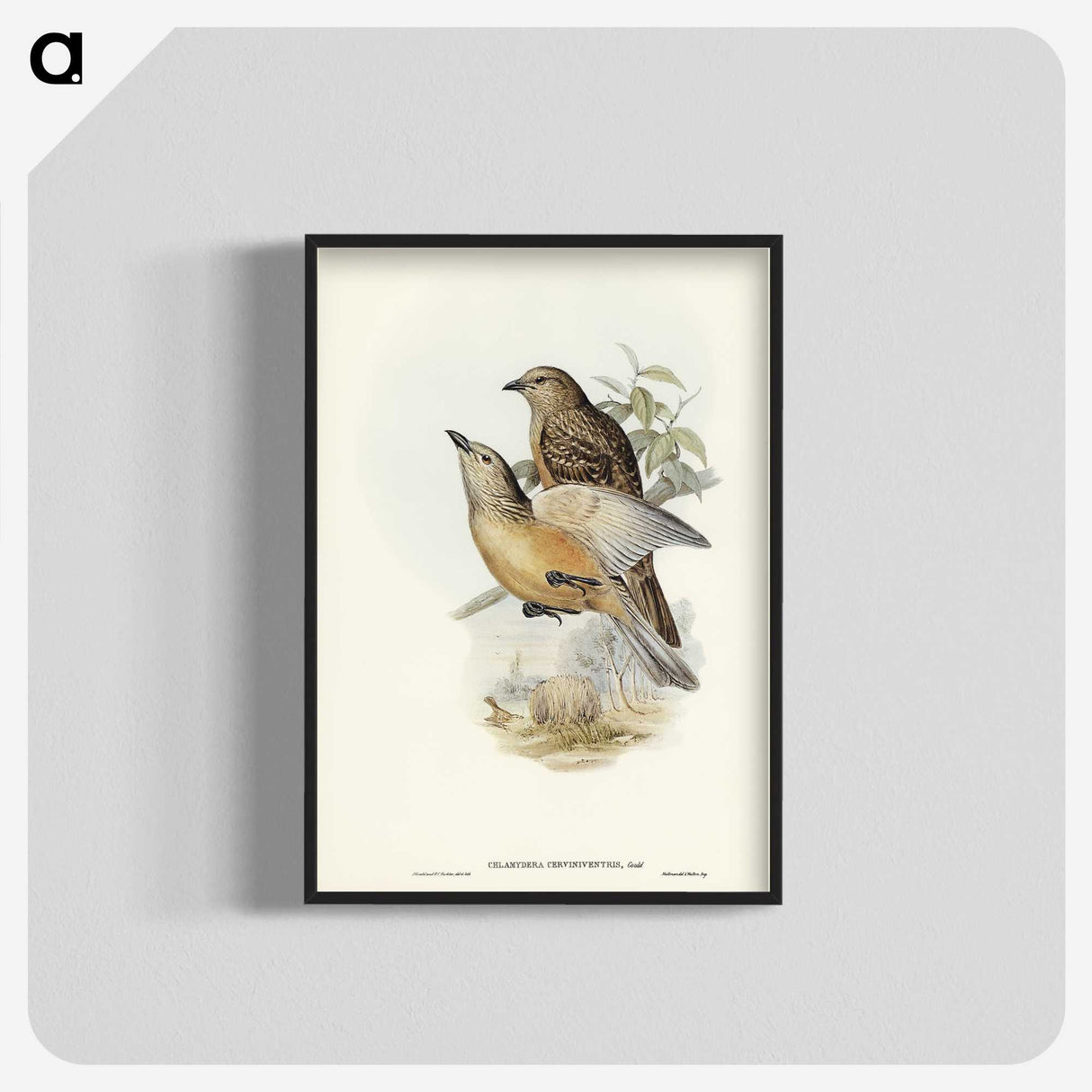 2-70_John-Gould_blk-crop