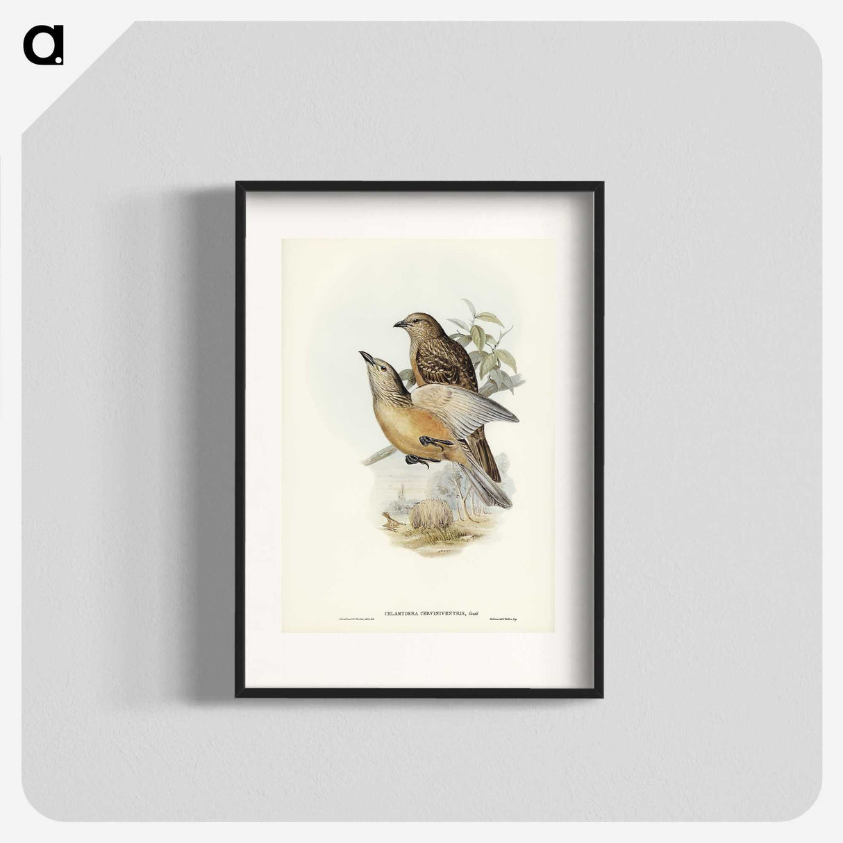 2-70_John-Gould_blk