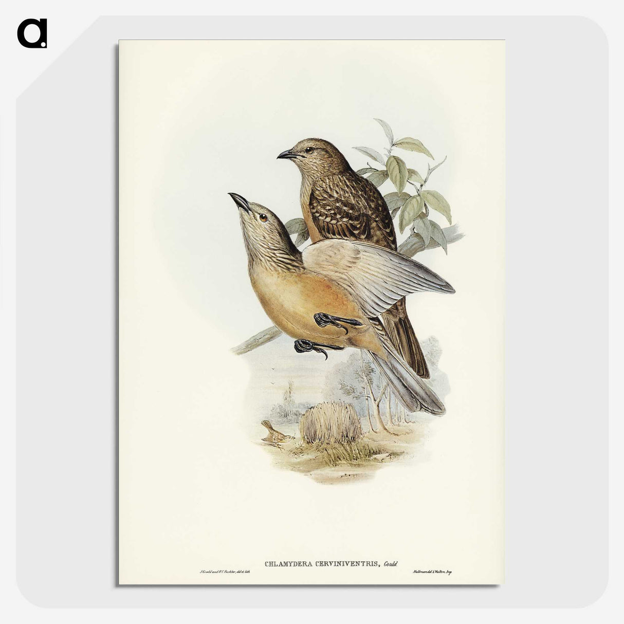 2-70_John-Gould_picture-crop