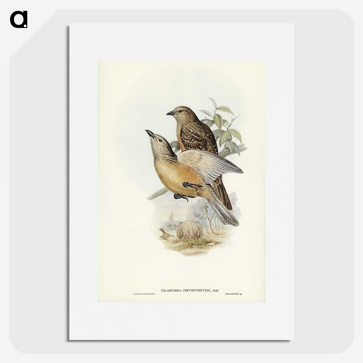 2-70_John-Gould_picture