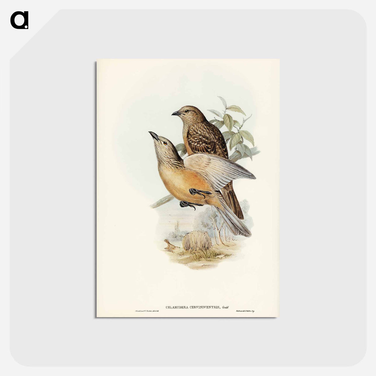 アートポストカード-Fawn-breasted Bower-bird
- ジョン グールド Postcard.