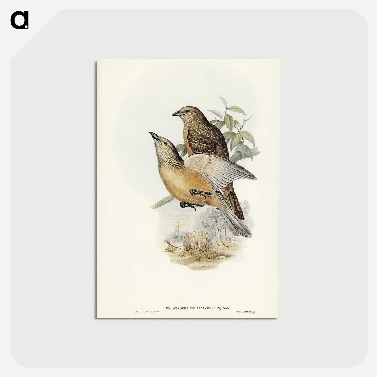 2-70_John-Gould_postcard