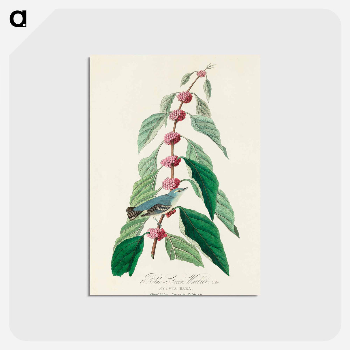 Blue-green Warbler
- ジョン ジェームス オーデュボン Postcard.