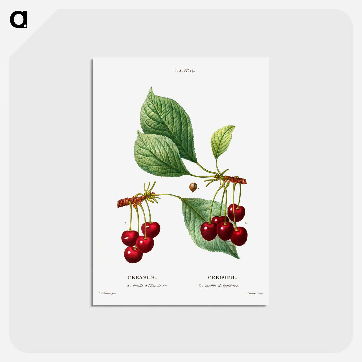 アートポストカード-Cherry (Cerasus) - ピエール ジョゼフ ルドゥーテ Postcard.