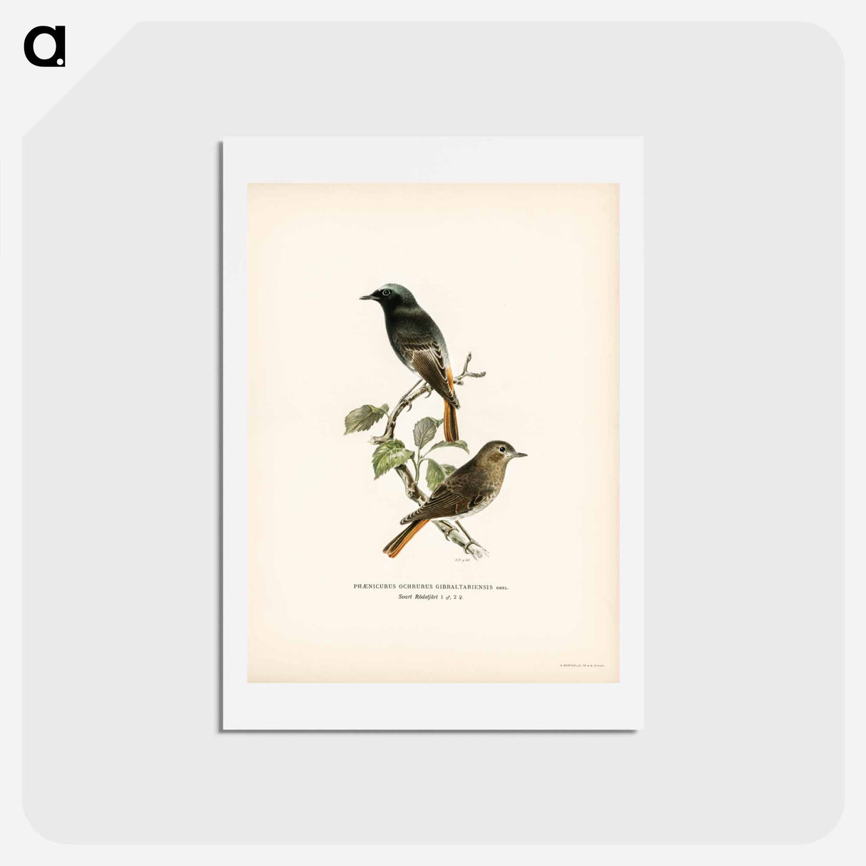 アートポストカード-European Black Redstart
- スヴェンスカ フォグラル Postcard.