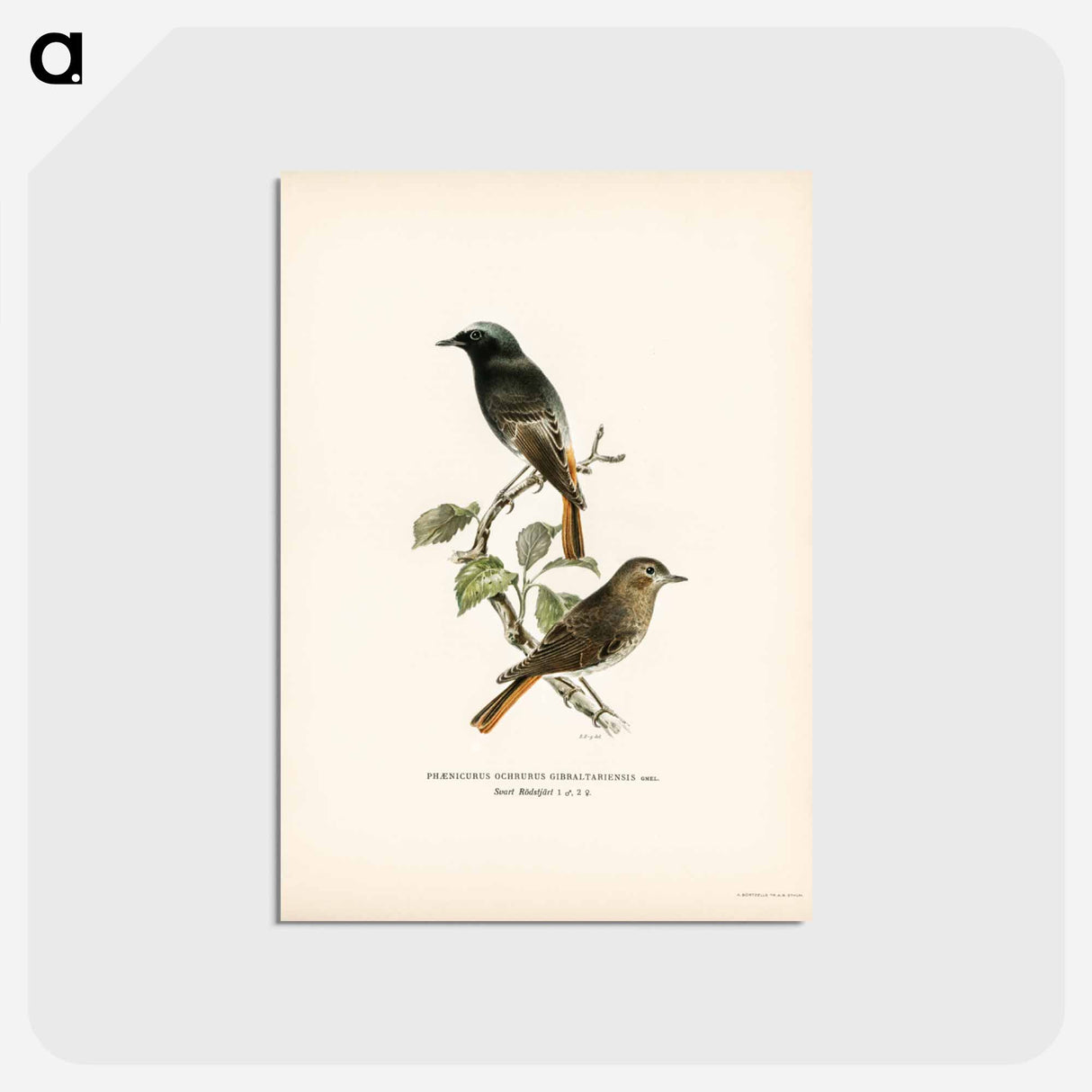 アートポストカード-European Black Redstart
- スヴェンスカ フォグラル Postcard.