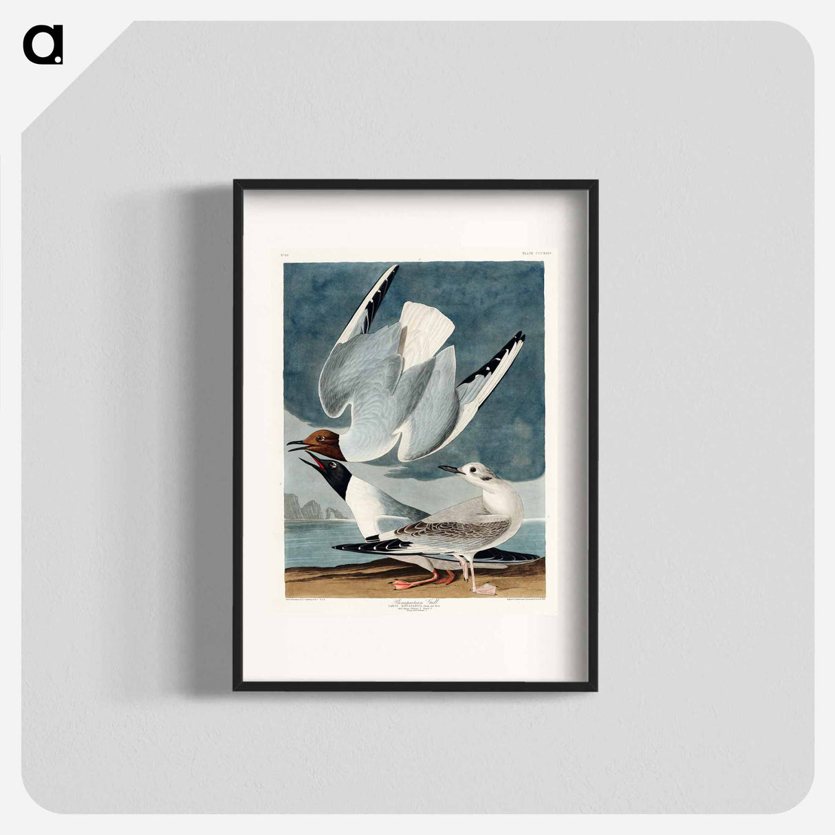 アートポスター-Bonapartian Gull from Birds of America
- アメリカの鳥たち Poster.