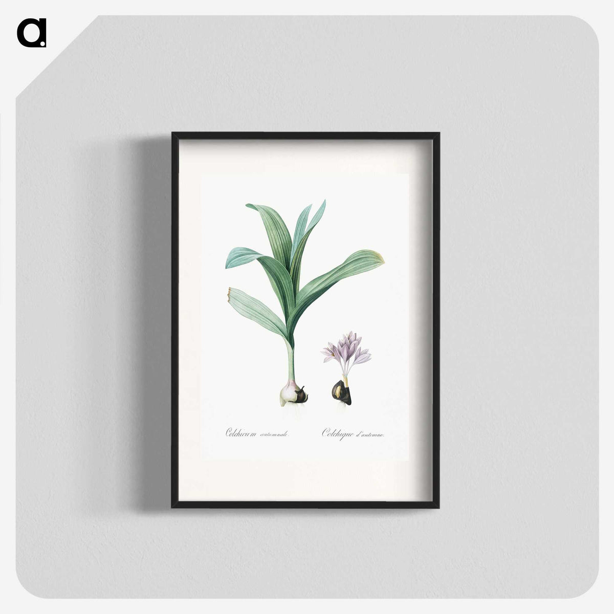 2-70_The-Lilies_blk