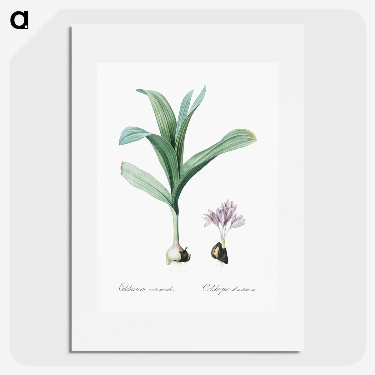 2-70_The-Lilies_picture