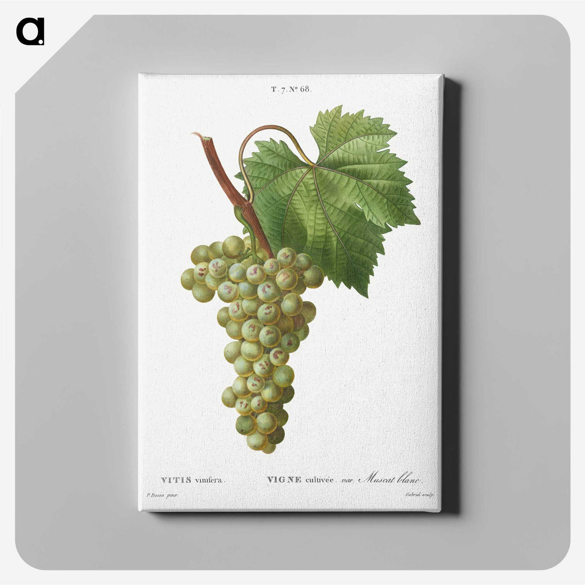2-70_Treatise-on-Trees-and-Shrubs_canvas