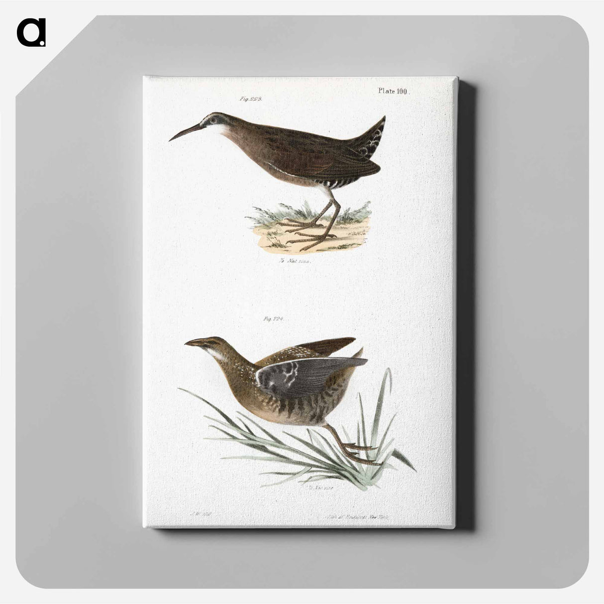 Mud-hen (Rallus virginianus) Sora Rail (Ortygometra Carolina) - ニューヨークの動物学 Canvas.