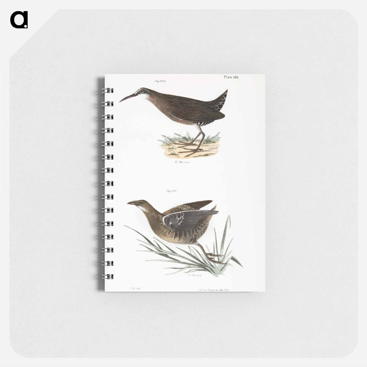 Mud-hen (Rallus virginianus) Sora Rail (Ortygometra Carolina) - ニューヨークの動物学 Memo.