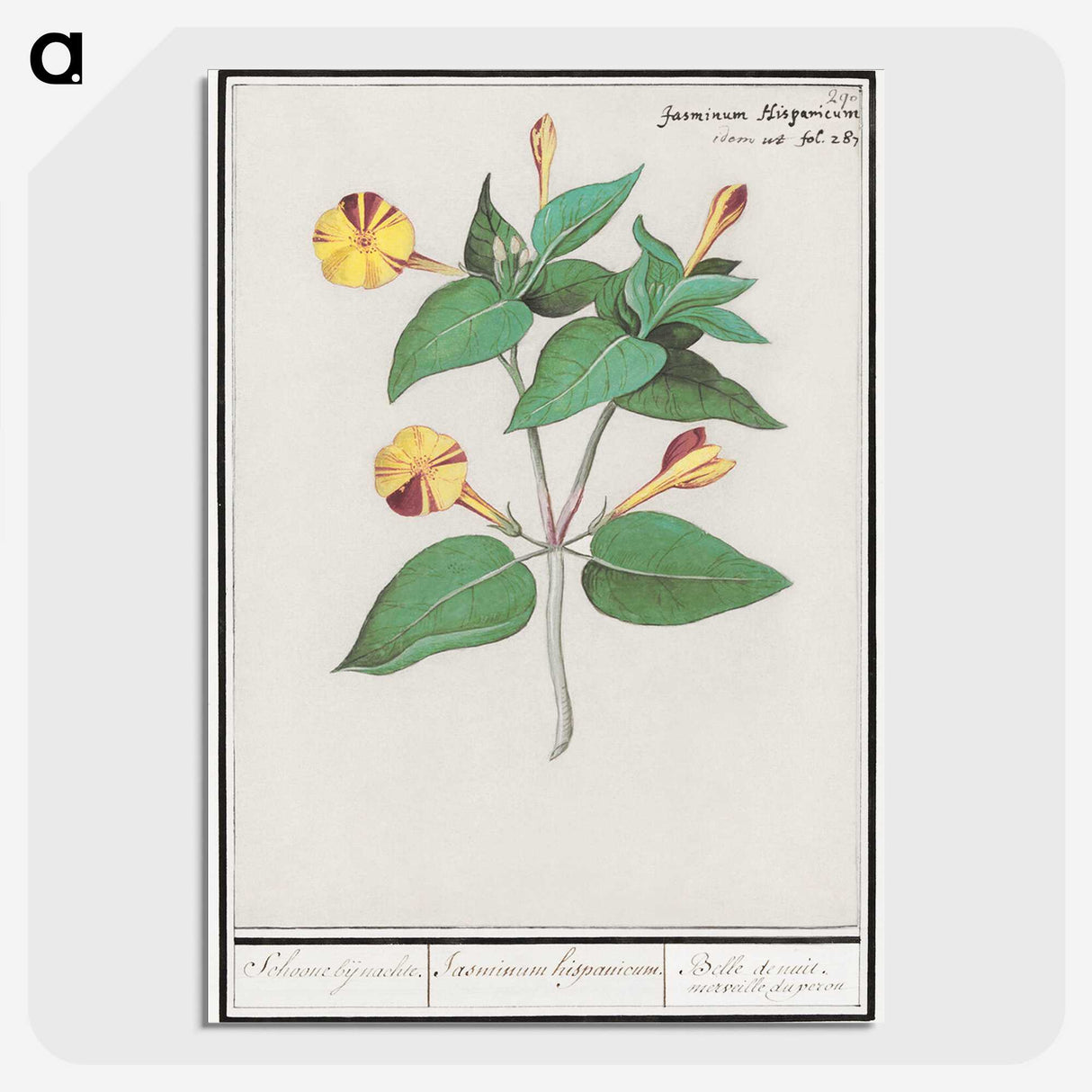 2-71_Anselmus-Boetius-de-Boodt_picture-crop