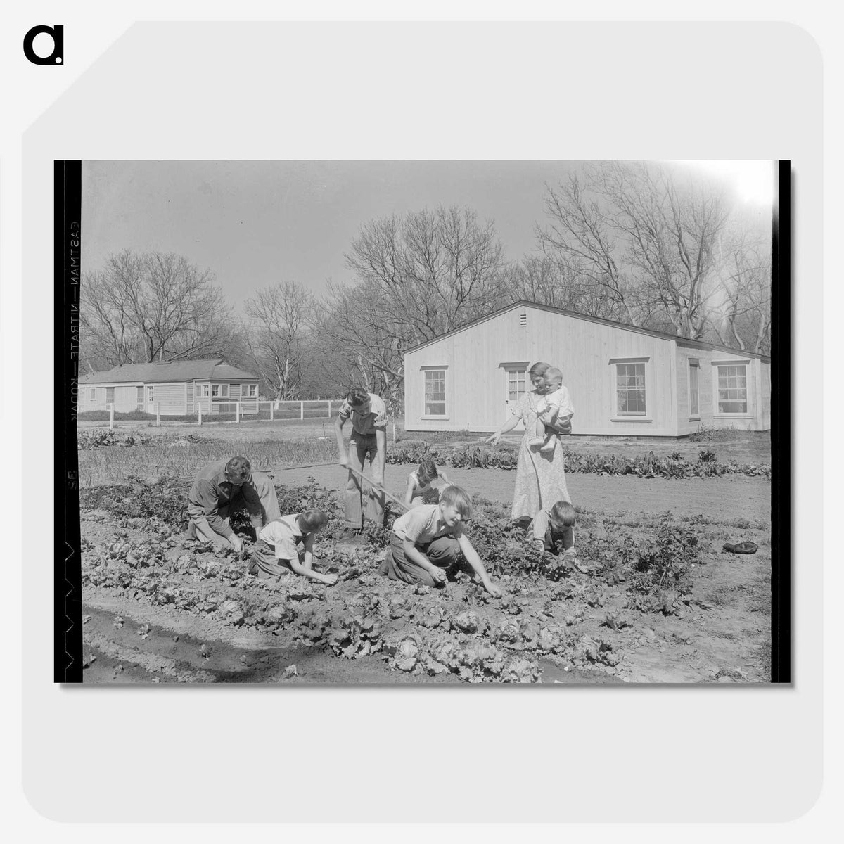 2-71_Dorothea-Lange_picture-crop