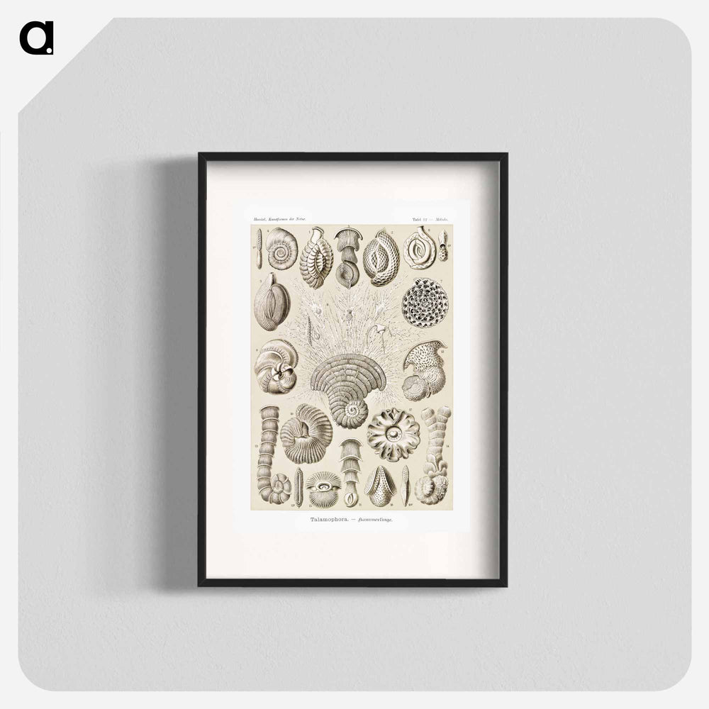 Talamophora–Kammerlinge from Kunstformen der Natur - エルンスト ヘッケル Poster.