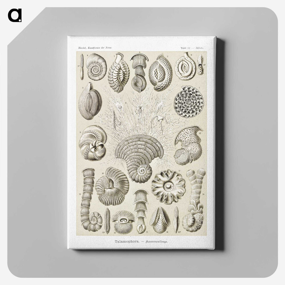 2-71_Ernst-Haeckel_canvas