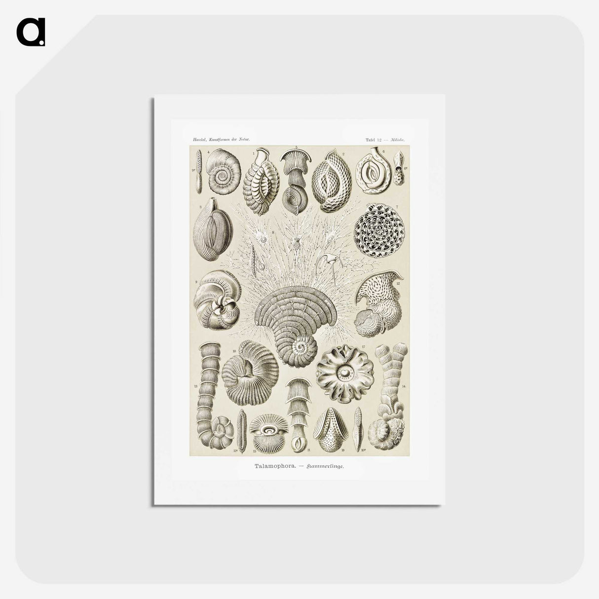2-71_Ernst-Haeckel_hagaki