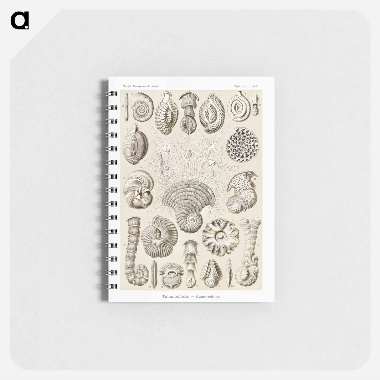 アートメモ帳-Talamophora–Kammerlinge from Kunstformen der Natur - エルンスト ヘッケル Memo.