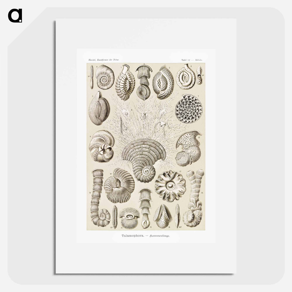 Talamophora–Kammerlinge from Kunstformen der Natur - エルンスト ヘッケル Poster.