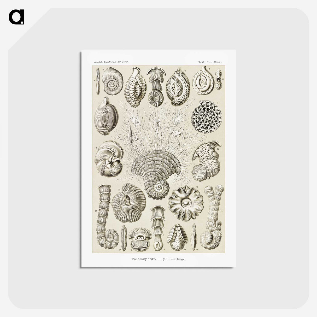 2-71_Ernst-Haeckel_postcard