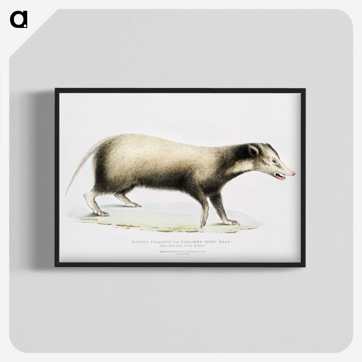 2-71_Indian-Zoology_blk-crop