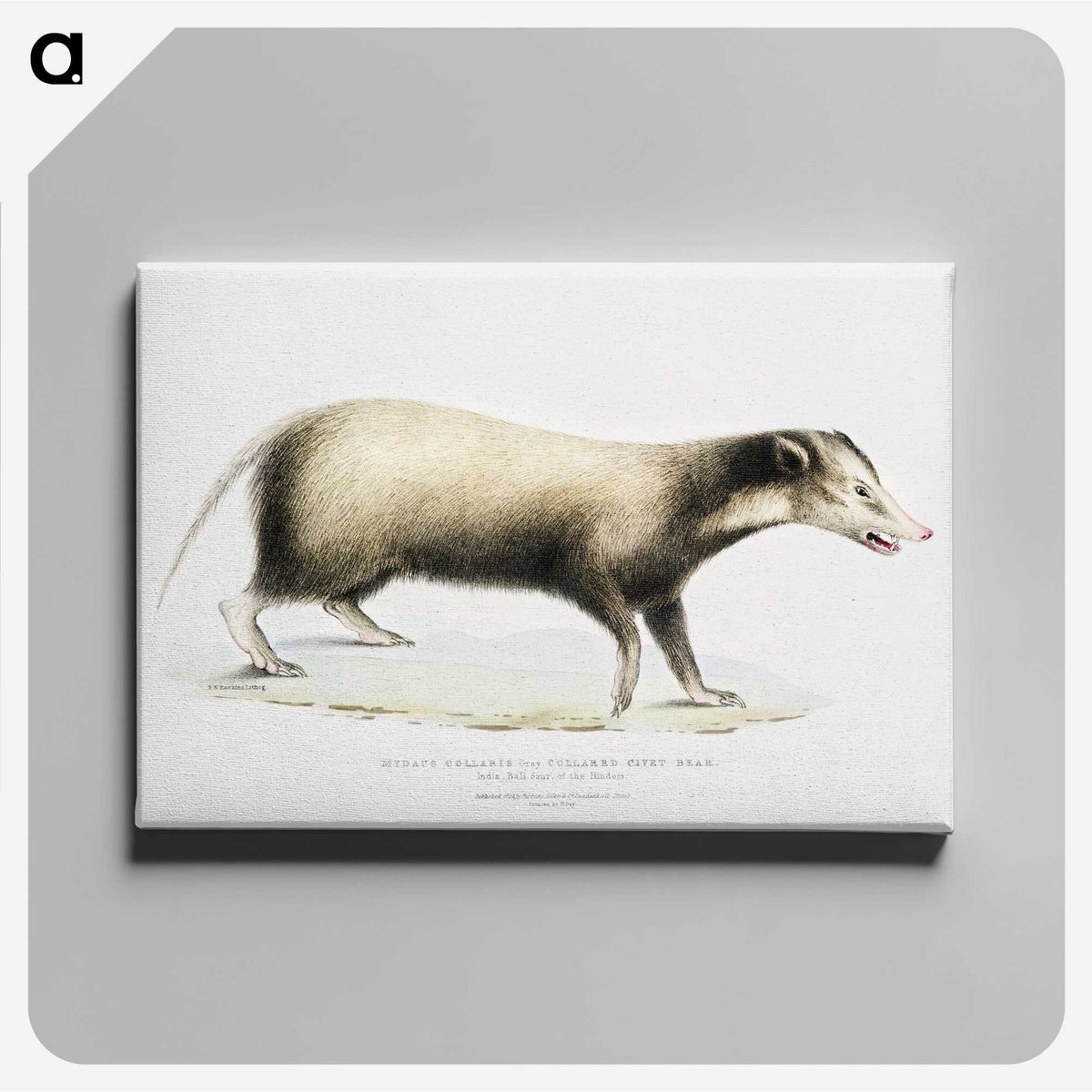 2-71_Indian-Zoology_canvas
