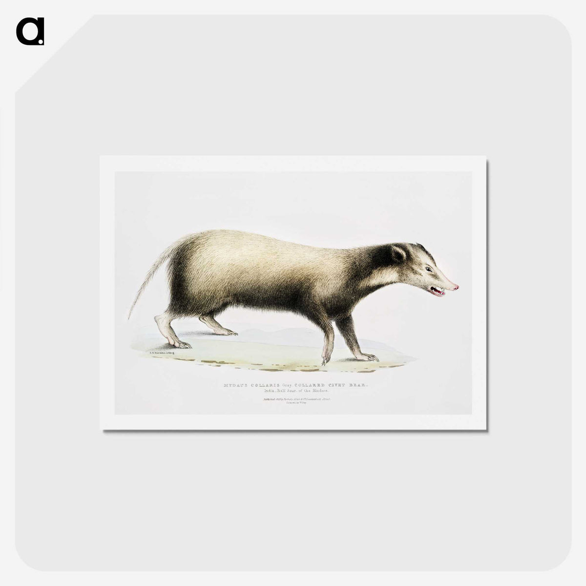 2-71_Indian-Zoology_hagaki