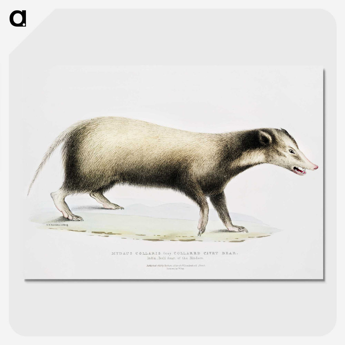2-71_Indian-Zoology_picture-crop