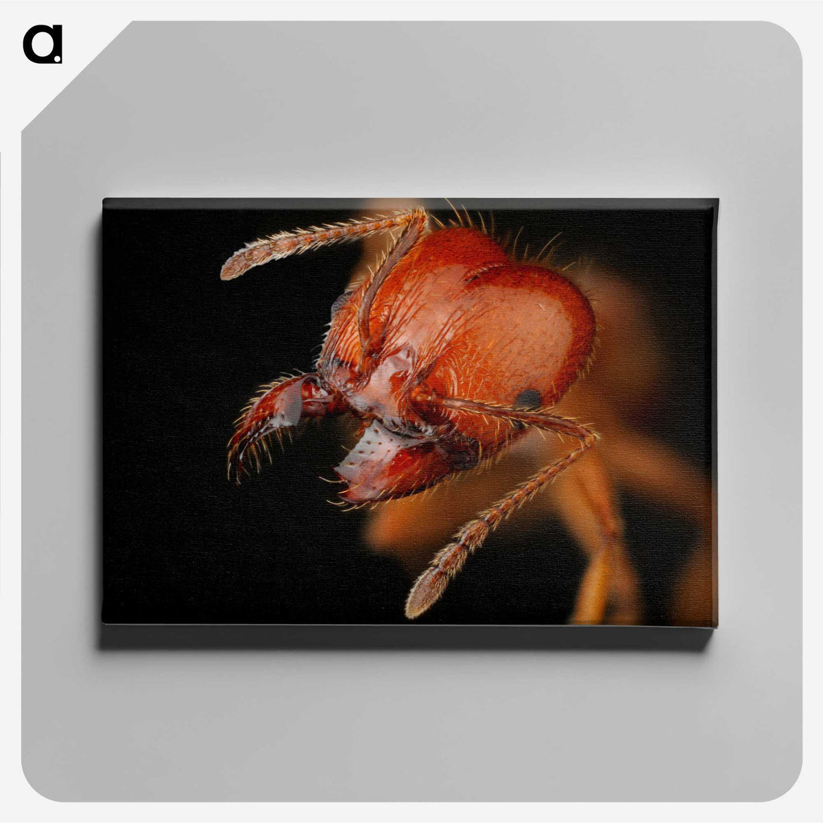 2-71_Insects-Unlocked-Project_canvas