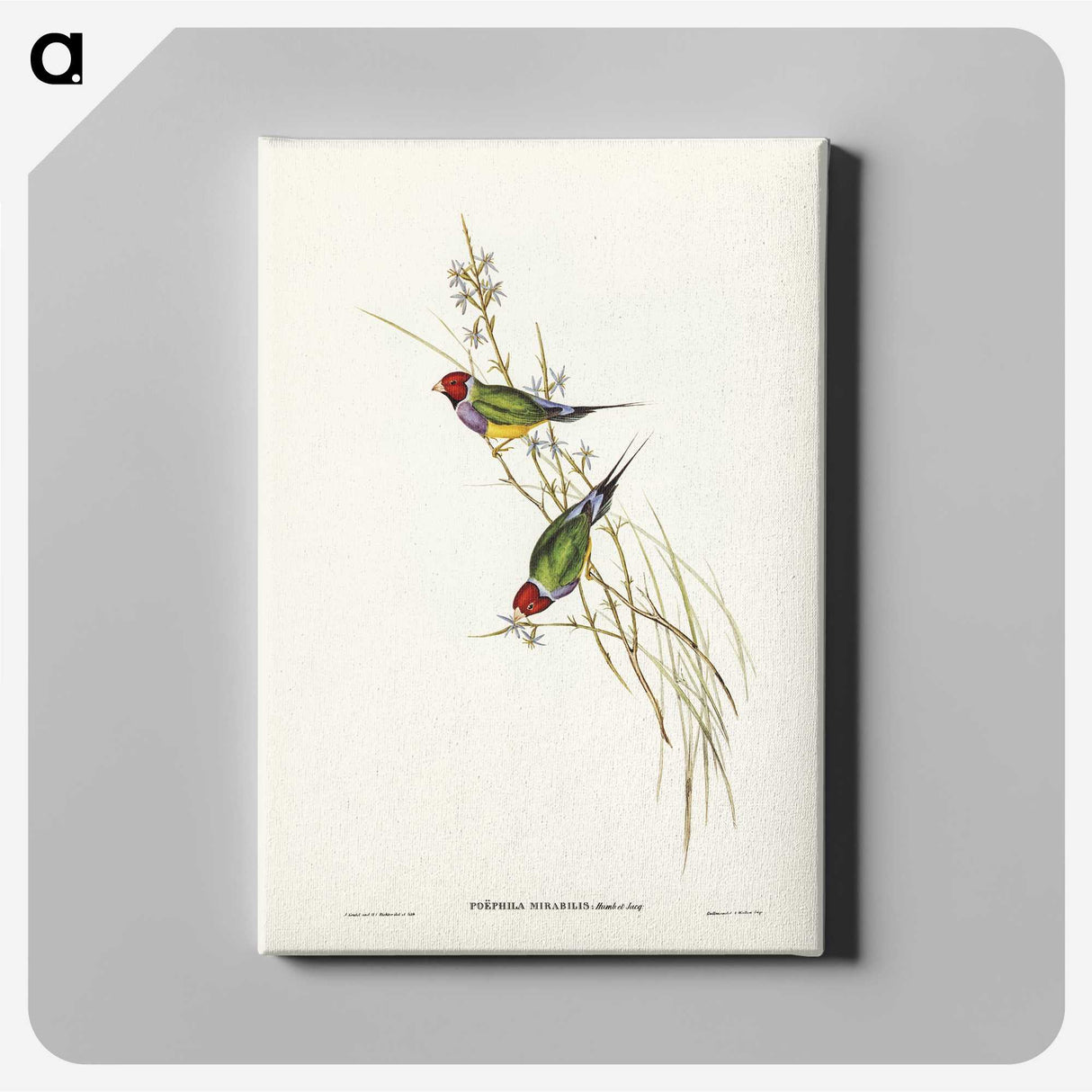 2-71_John-Gould_canvas
