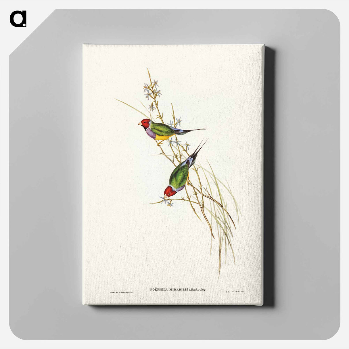 アートパネル-Beautiful Grass Finch
- ジョン グールド Canvas.